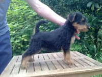 /album/galeria-de-fotos/cachorros-airedale-y-welsh-sept-11-012-1-jpg/